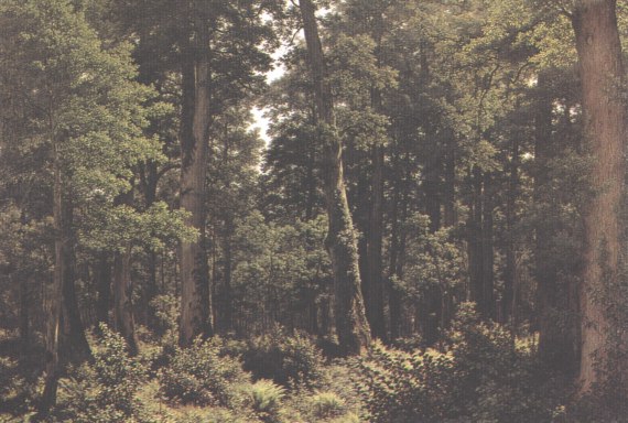 1882 Eichenwald.jpg (70562 Byte)